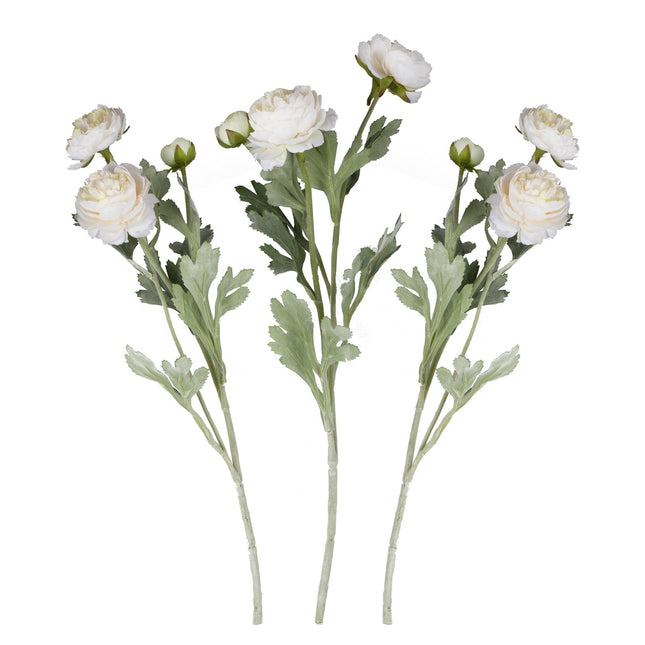 Fiori secchi Rancula Steli 45cm 3pz